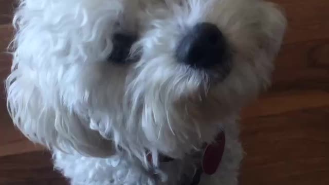 Tiny Bichon head tilts