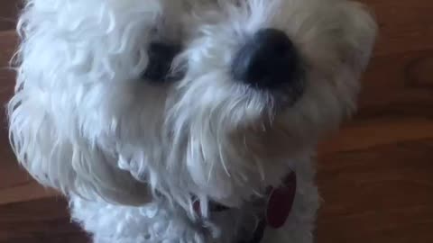 Tiny Bichon head tilts