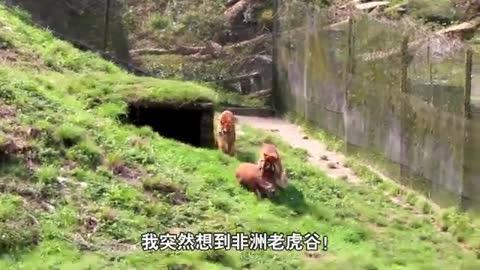 China releases captive tigers to the forest, they may come from Africa_Cut_Cut.mp4