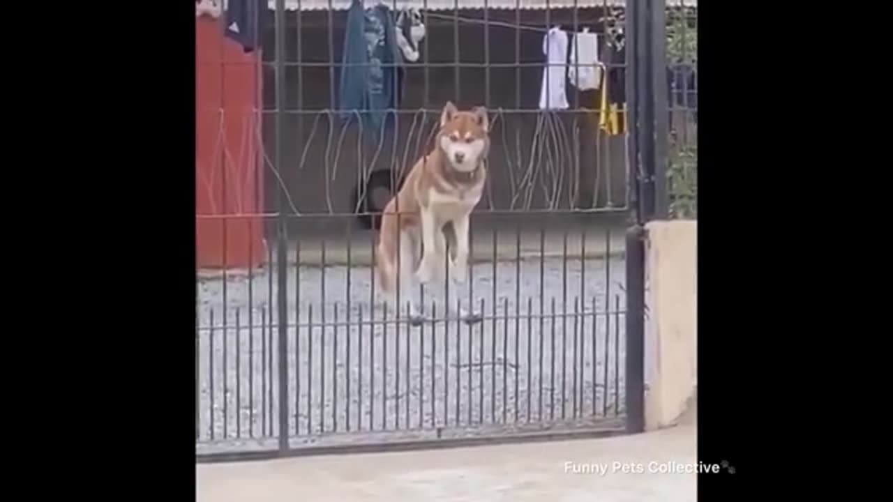 Normal dogs vs Huskies🤣 FUNNIEST Huskies