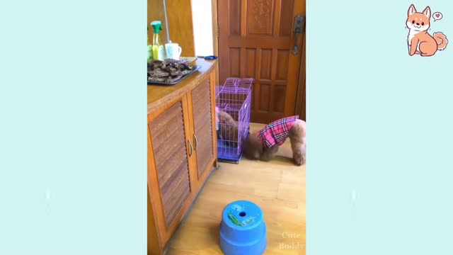 Funny Cute Dog Snatches Meat to feed her Cut Puppy