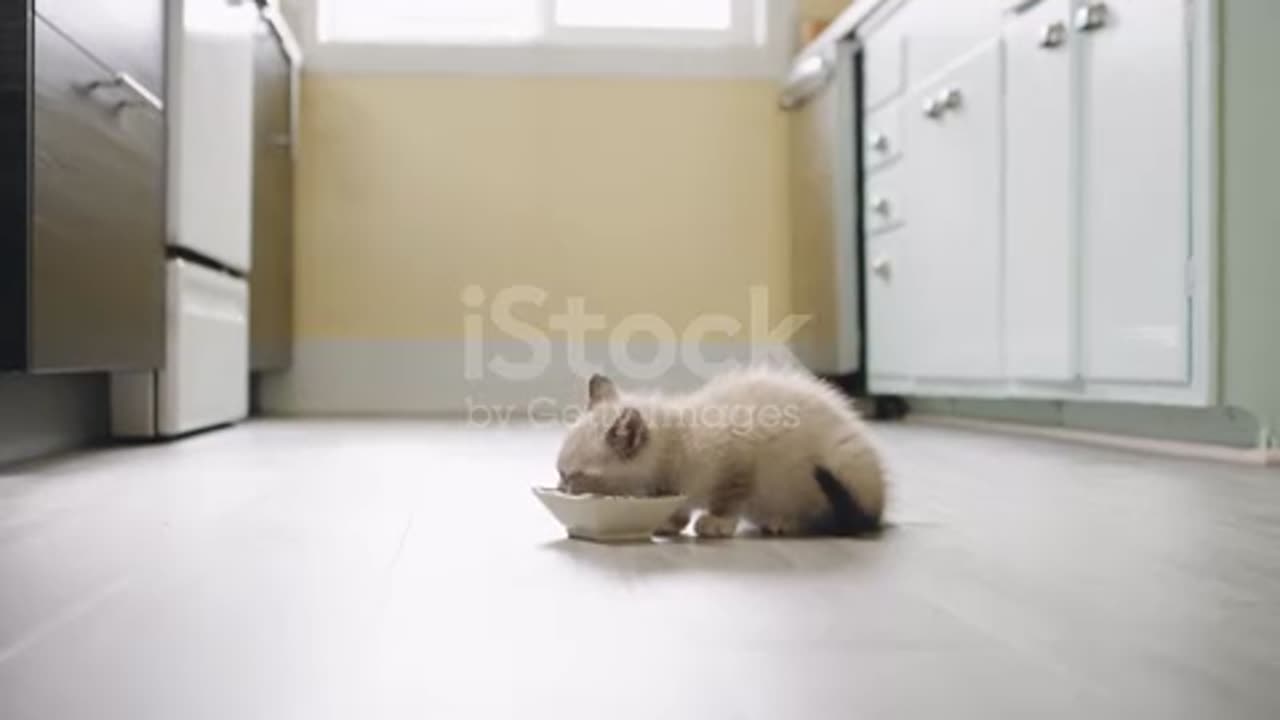 Cute Cat Eating and playing Time