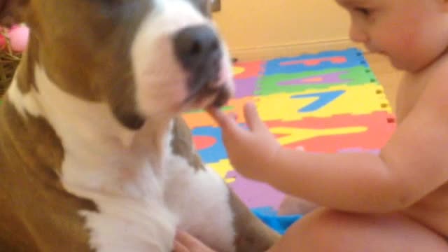 Adorable baby examines dog's teeth