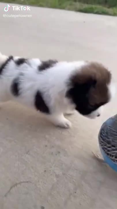 Funniest Pets - Awesome Funny Pet Animals Videos