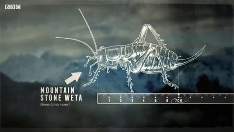 The Insect That Freezes To Survive | Nature's Biggest Beasts | BBC Earth