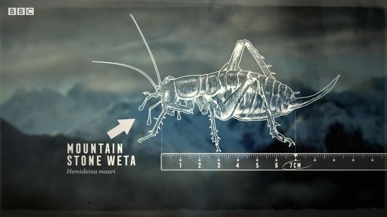 The Insect That Freezes To Survive | Nature's Biggest Beasts | BBC Earth