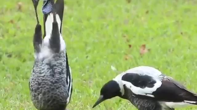 The Yoga Bird