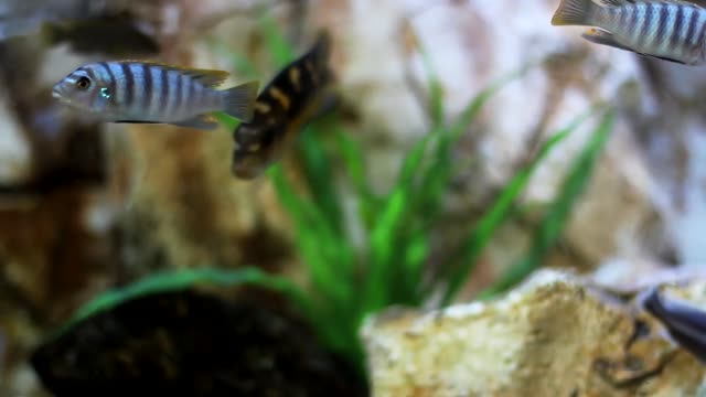 Fish in the aquarium1