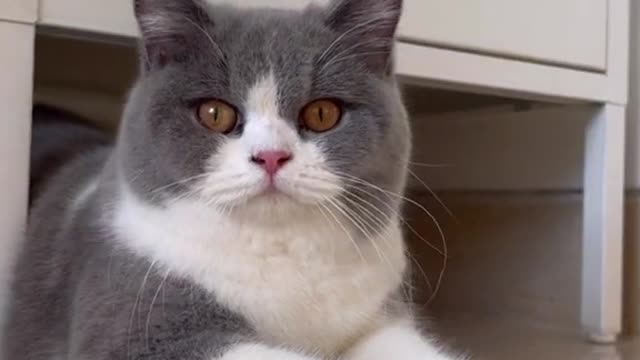 Cat Videos cute Cats funny #2