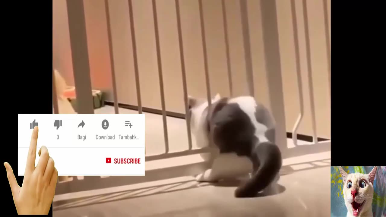 Funny video