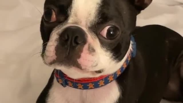 sadistic dog