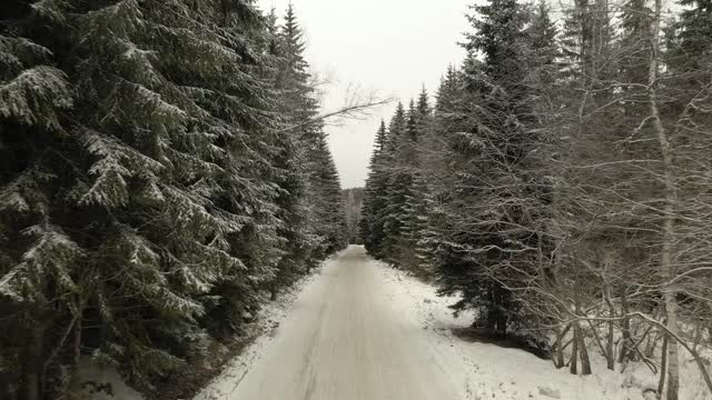 A Road In The Middle Of A Winter Forest