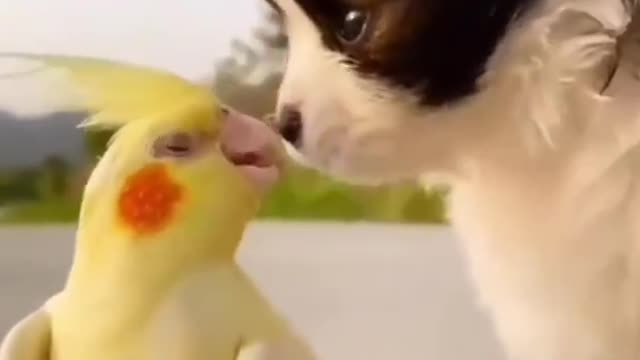 cute Baby dog kissing parrot, funny Short video HD