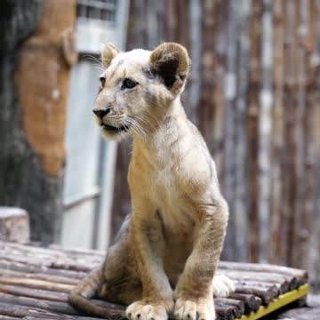 giant paw lion cub