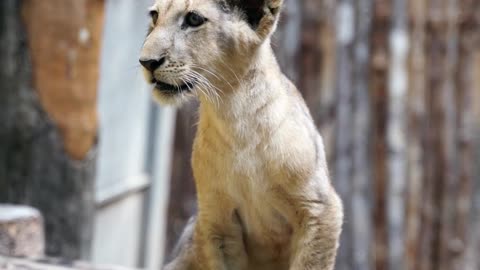 giant paw lion cub