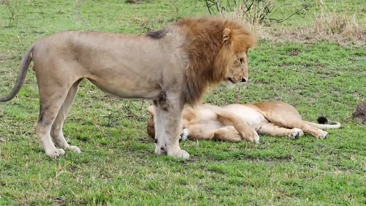 Lion Mating