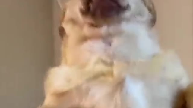 Super Funny Dog Video||Best Dog Funny Video