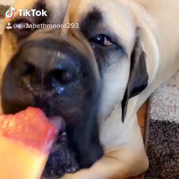 Mastiff loves popsicles