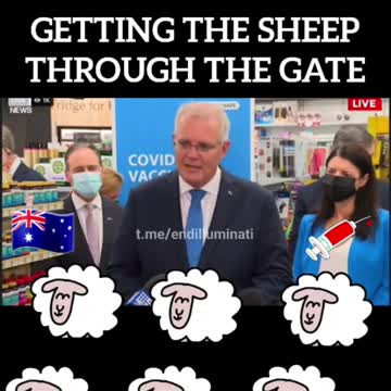 Getting The Sheep Through The Gate