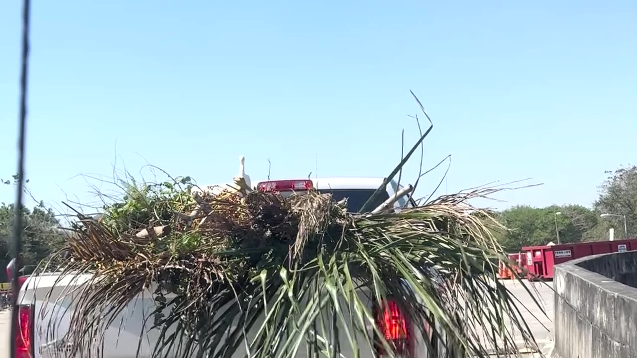 Freeloading Bird Hitches a Ride