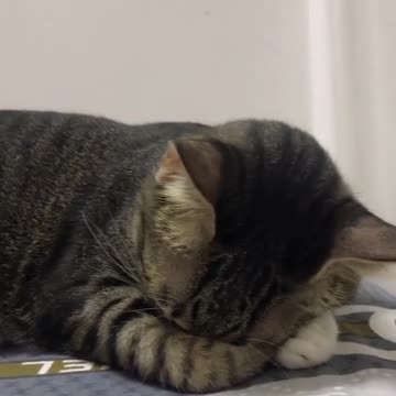 Just sleeping is too cute, a funny cat