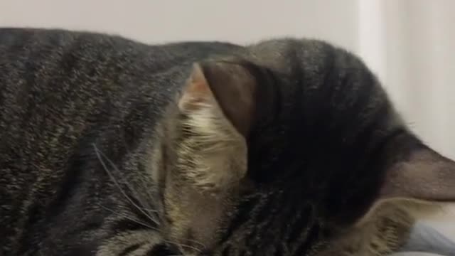 Just sleeping is too cute, a funny cat