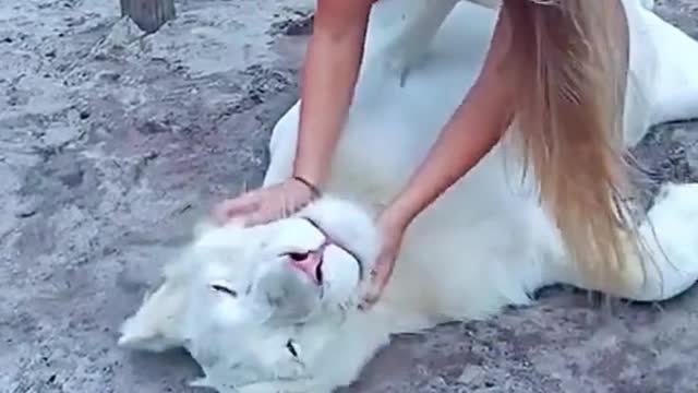 This is a white lion, which should be very rare