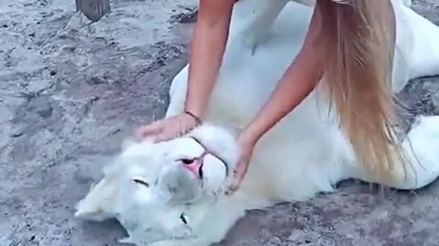 This is a white lion, which should be very rare