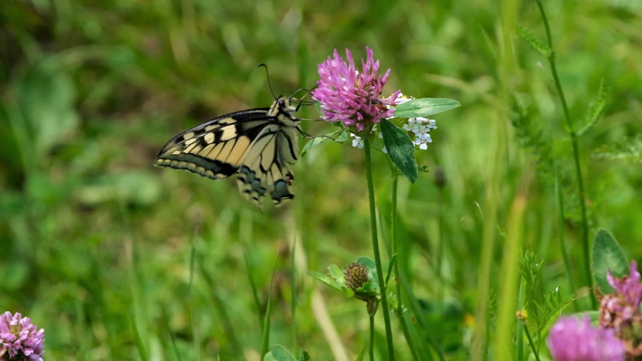 Spring butterfly