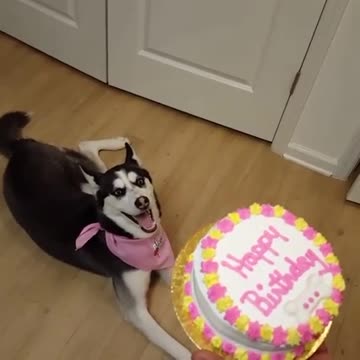 Husky Celebrating Birthday!