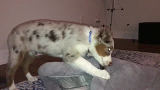 Aussie puppy has vicious battle with his bed!