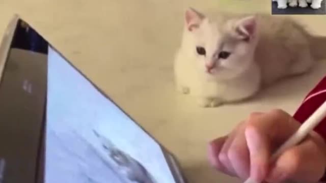 Cute and Funny Cat Videos Compilation 3