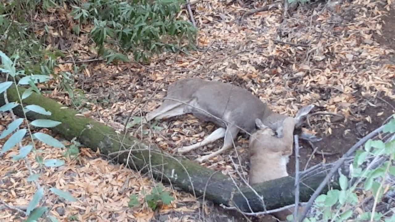 Footage of Mountain Lion attacking Four Point Buck on a Popular Hiking Trail in California. Nov 1, 2015.