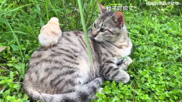 beautiful tabby cat