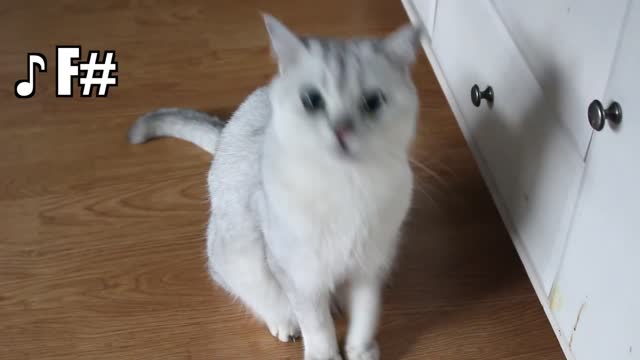 yt1s.com - CAT with PERFECT PITCH