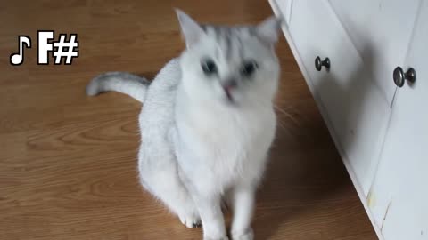 yt1s.com - CAT with PERFECT PITCH