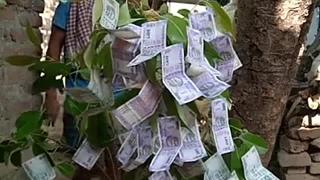 Paise ka ped laga dala