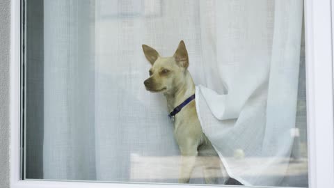 Dog - 72621
