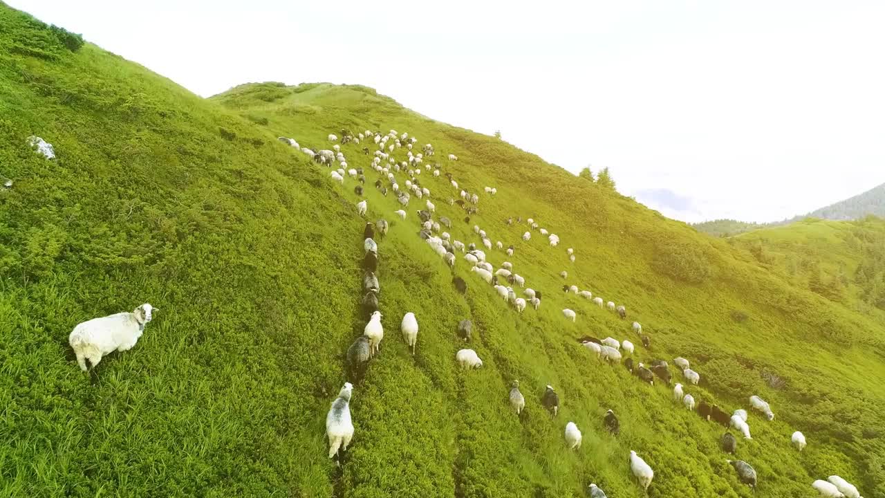 The flight above a flock of sheep on the mountain field on the sunny background