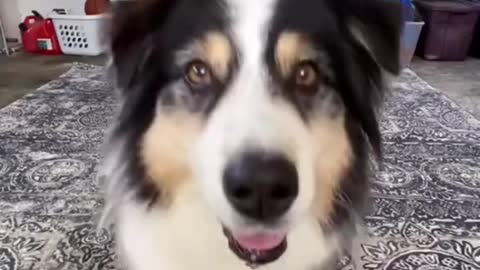 Funny dog shooting videos 📹