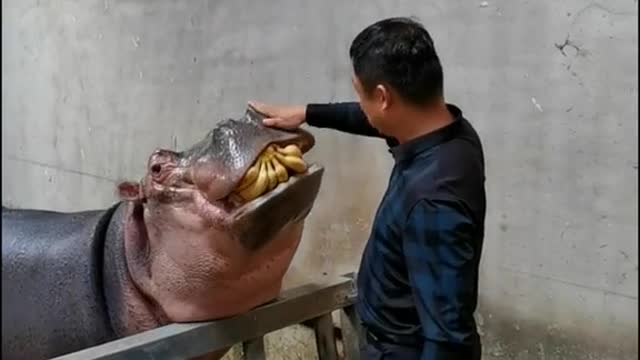 Hippopotamus eats bananas