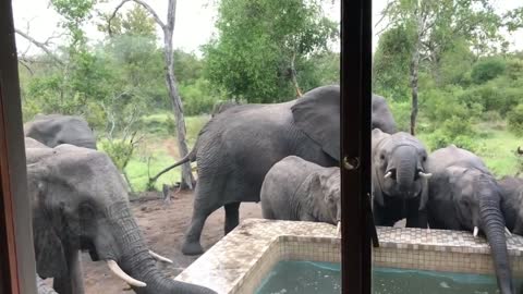 Many elephants drink water outside my house