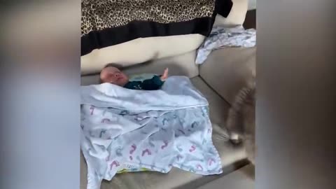 Children funny video to cat