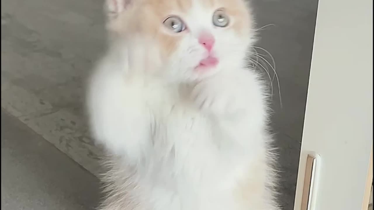 Purr-fectly Clean: Cat's Adorable Face Wash