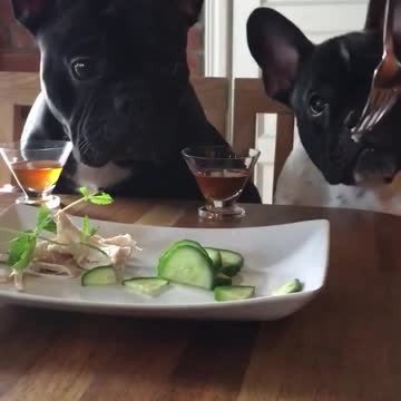 Exigentes Bulldogs se niegan a comer sus verduras