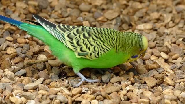 Green Bird Outside House In Garden