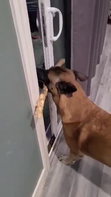 Doggy Carrying Stick Can't Fit Through Door