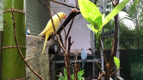 two canary birds