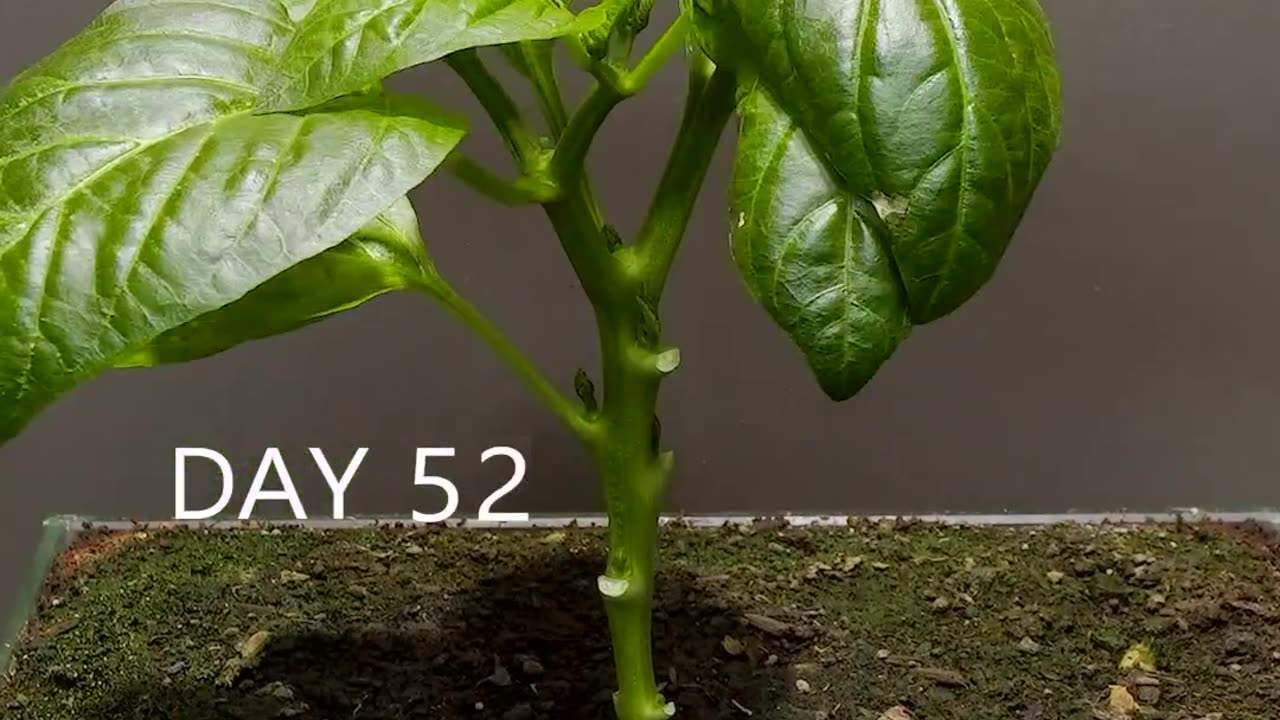 Growing Pepper Plant from seed - Time Lapse #Growing #Pepper #Plant #Seed #TimeLapse #Time