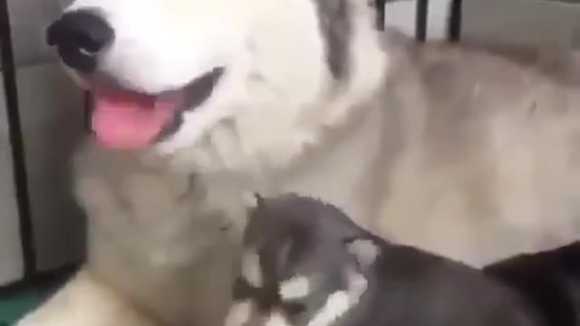 Baby Husky Traying To Convence His Mumma😍🥰